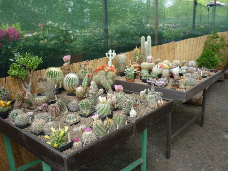 Exponáty př.Zbořila, také kaktusáře.