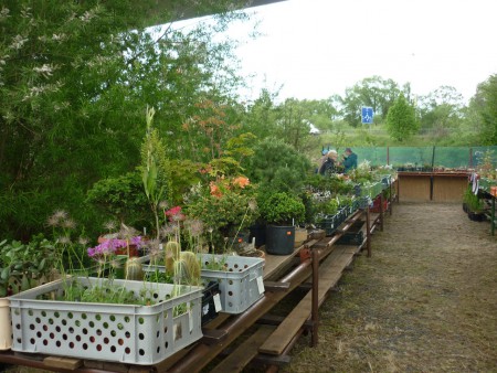 Tady všehochuť a také dřeviny